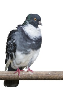 Speelderken