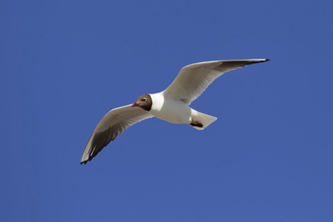 Black-headed gull