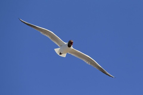 Black-headed gull
