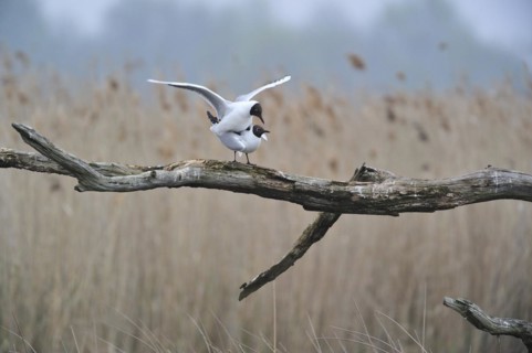 Black-headed gulls