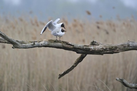 Black-headed gulls