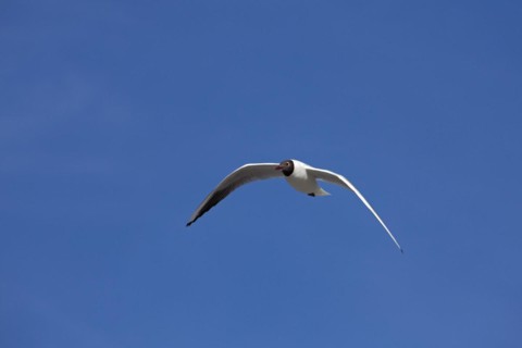 Black-headed Gull