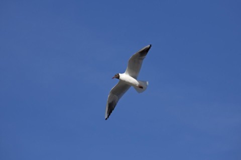 Black-headed Gull