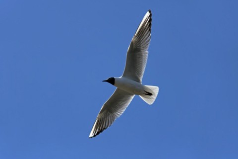 Black-headed Gull