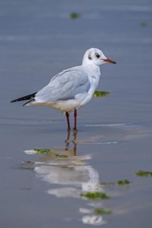Black-headed gull