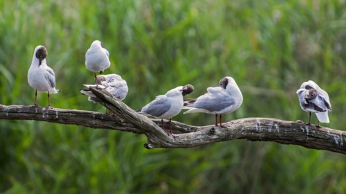 Black-headed gulls