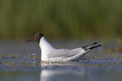 Black-headed gull