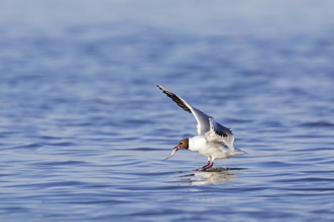 Black-headed gull