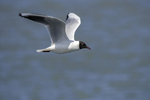 Black-headed gull