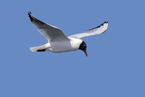 Black-headed gull