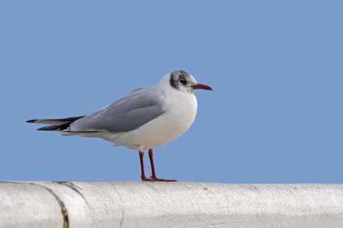 Black-headed gull