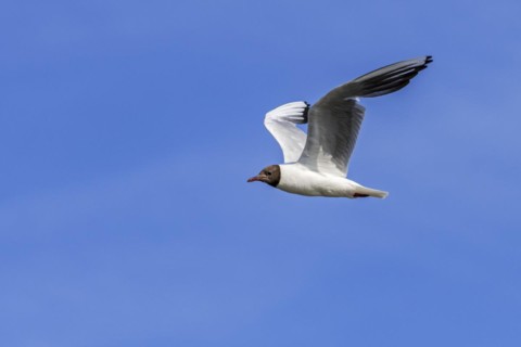 Black-headed gull