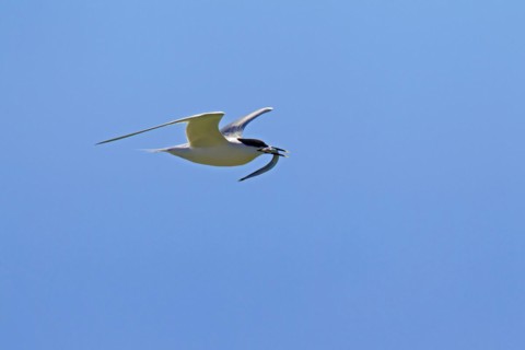 Sandwich tern