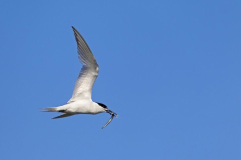 Sandwich tern