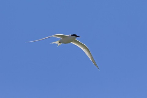 Sandwich tern