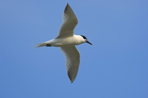 Sandwich Tern