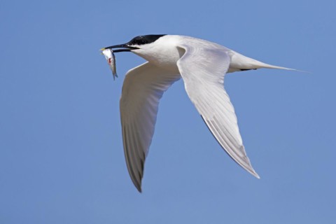 Sandwich tern