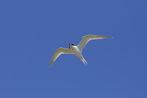 Sandwich tern