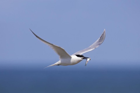 Sandwich tern
