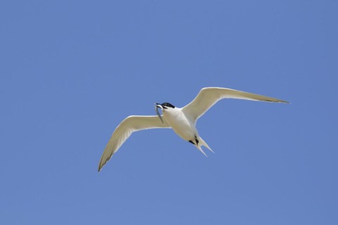 Sandwich tern