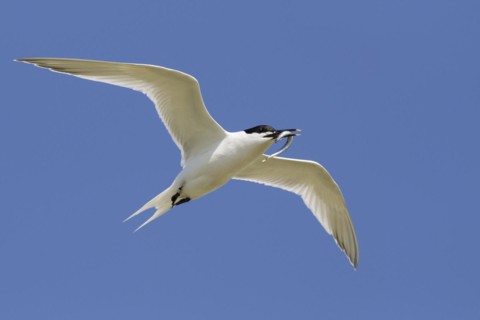 Sandwich tern