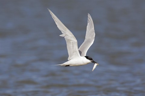 Sandwich tern