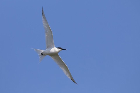 Sandwich tern
