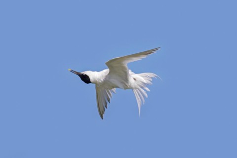 Sandwich tern