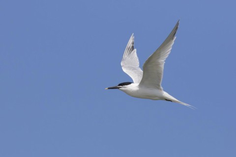 Sandwich tern