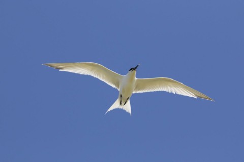 Sandwich tern