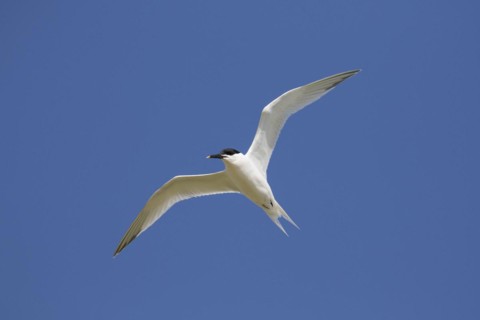 Sandwich tern