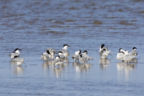 Sandwich terns