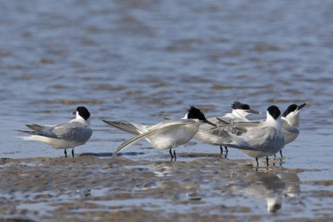Sandwich terns