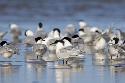 Sandwich terns