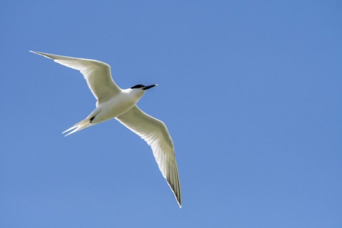 Sandwich tern