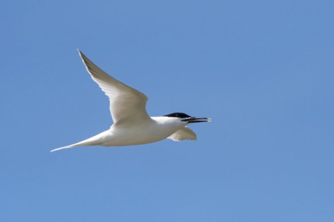 Sandwich tern
