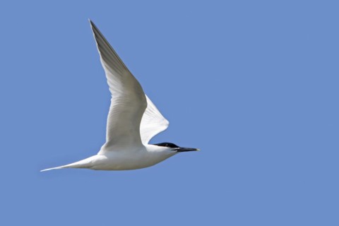 Sandwich tern