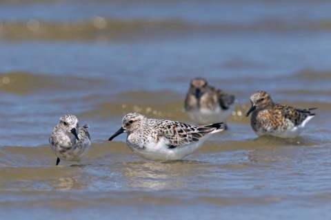 Sanderling
