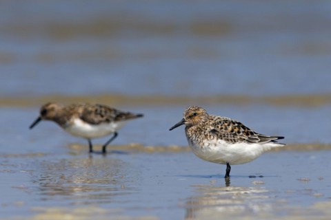 Two Sanderlings