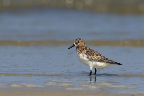 Sanderling