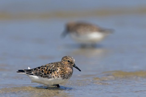 Two Sanderlings
