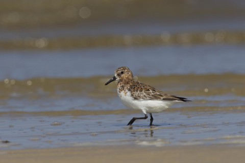 Sanderling