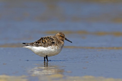 Sanderling
