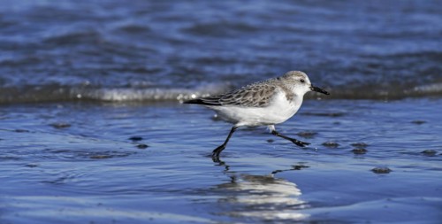 Sanderling