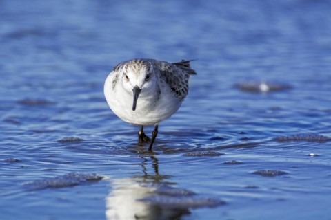 Sanderling