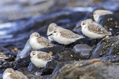 Flock of sanderlings