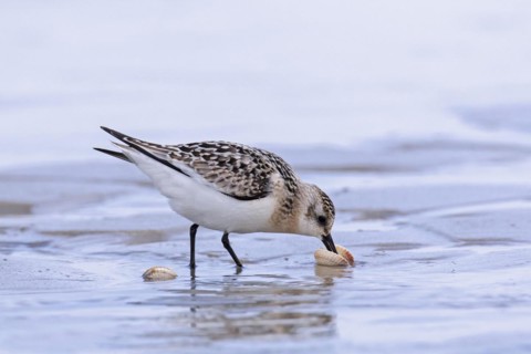 Sanderling