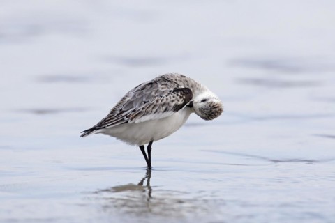 Sanderling