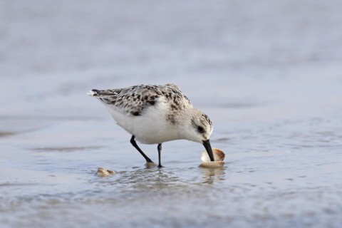 Sanderling