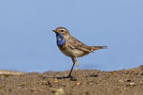 White-spotted bluethroat